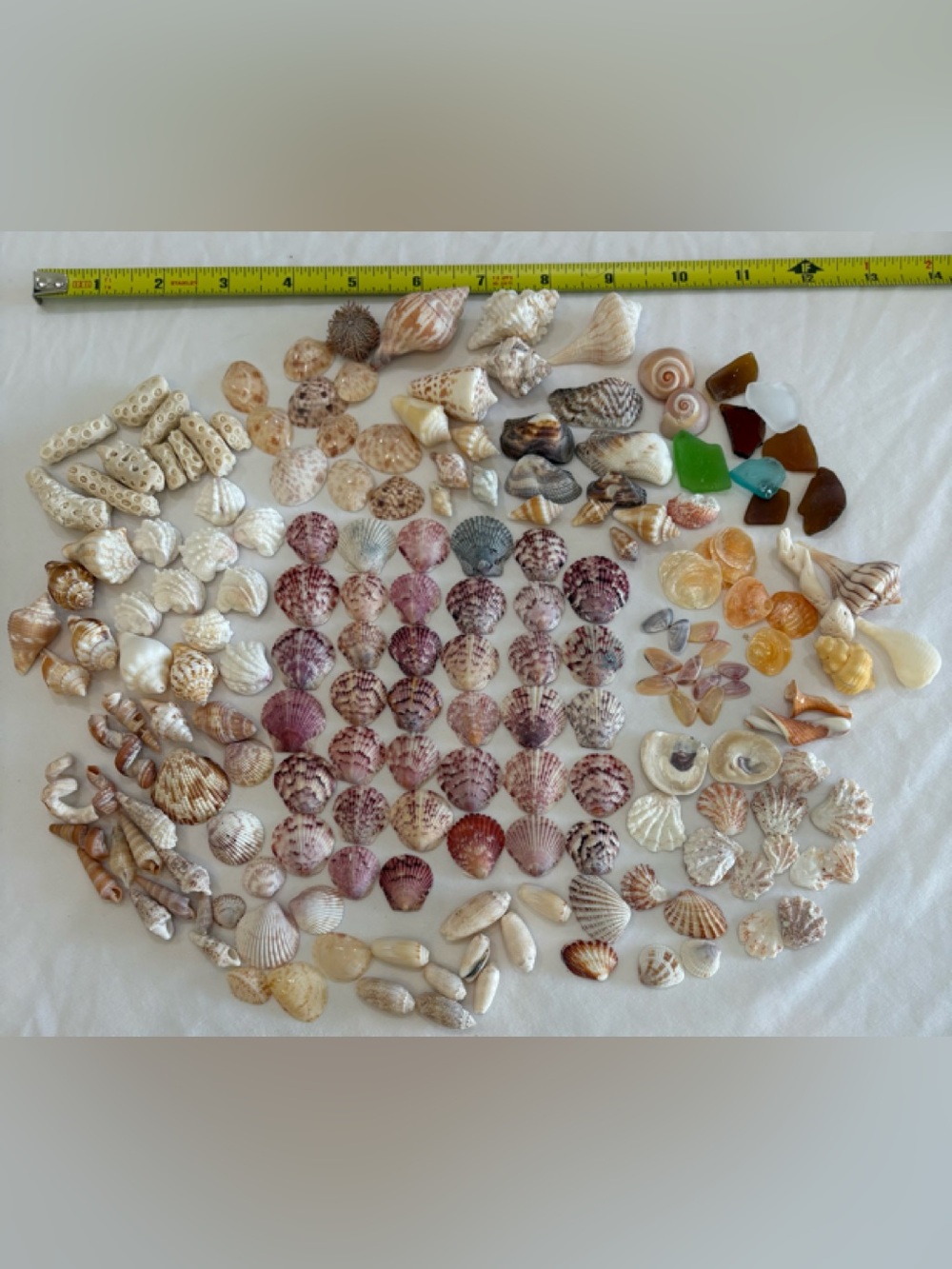 175 MIX SEASHELLS SHELLS SMALLER SIZE SANIBEL, FLORIDA CRAFT / COLLECTOR LOT 175